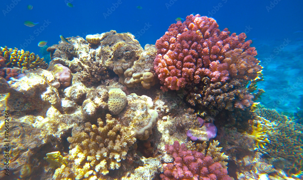 Fototapeta premium Amazing coral reef and fish