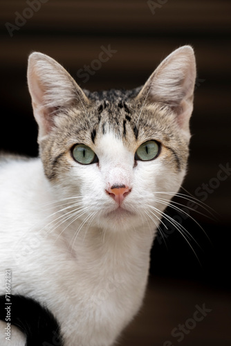 Beautiful kitten staring at the camera. Homeless stray cats sitting on the sidewalk eating cat food. Surrounded by greenery on a sunny day © mestock