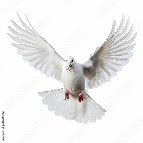 In the top view, a single white color pigeon flying isolated on a white background