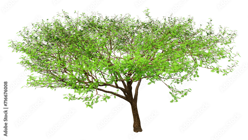 Obraz premium 3D Rendering Acacia Tree on White