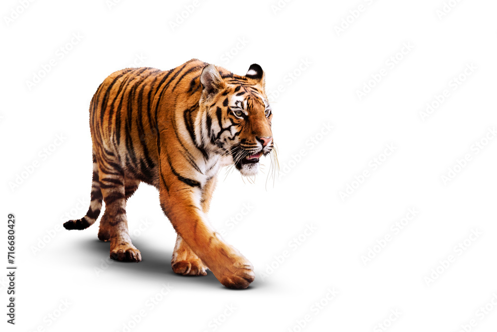 Obraz premium Tiger on a transparent background