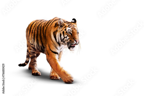 Fototapeta Naklejka Na Ścianę i Meble -  Tiger on a transparent background