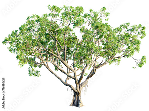 Ficus tree 4k png