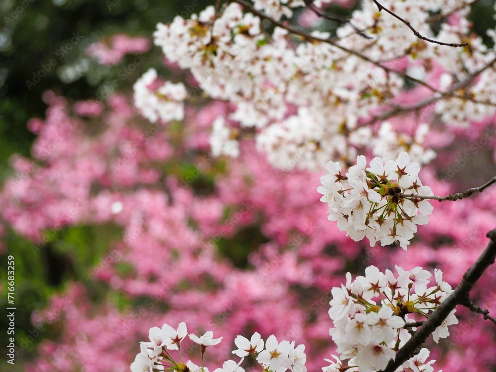 春の花　色とりどりの桜の花