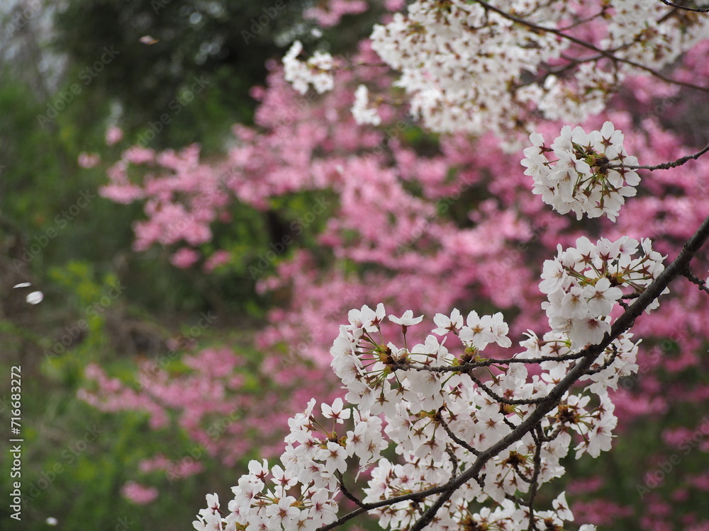 春の花 桜 春の花 桜