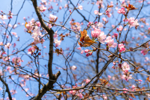 Sakura tree