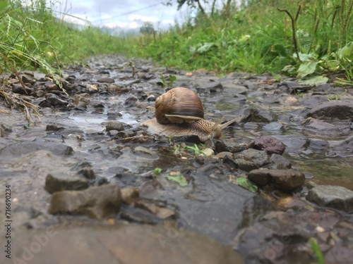 snail on the rocks photo