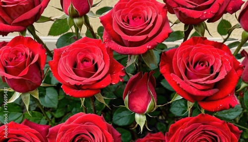  a bunch of red roses with water droplets on them are in the middle of a bunch of red roses with water droplets on them are in the middle of the bouquet.