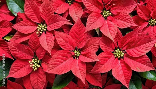  a close up of a bunch of red poinsettias with green leaves in the foreground and a yellow spot in the middle of the center of the picture.