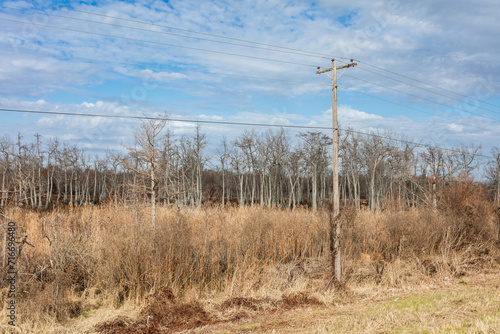 Barren trees and tall grass surrounding a telephone pole with cloudy sky