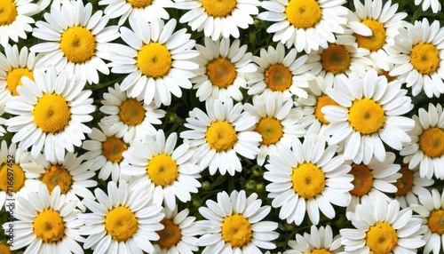  a close up of a bunch of white and yellow daisies with yellow centers and a green stem in the middle of the center of the center of the picture.