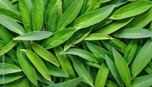  a close up of a bunch of green leaves with water droplets on the top of the leaves and the bottom of the leaves with water droplets on the bottom of the leaves.