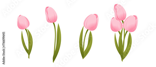 Tulips.Collection of pink tulips,tulip bouquet.Vector illustration isolated on a white background.