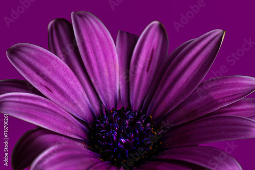 Purple Gerbera Daisy