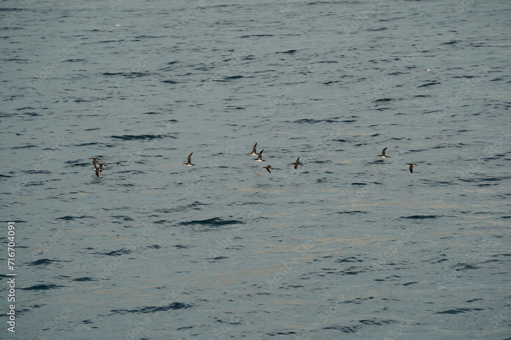 Shearwaters birds view from Istanbul Bosphorus cruise Shearwaters birds view from Istanbul Bosphorus cruise