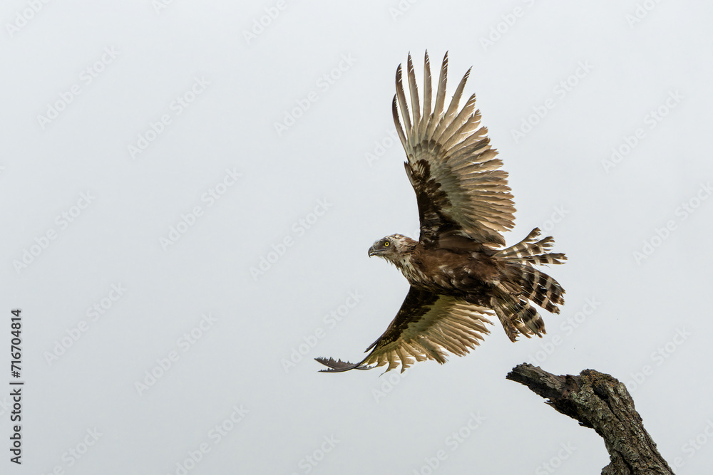 Obraz premium Brown Snake Eagle (Circaetus cinereus) in the rain. This completely wet juvenile Brown Snake Eagle had problems with the wind with flying away in the Kruger National Park in South Africa