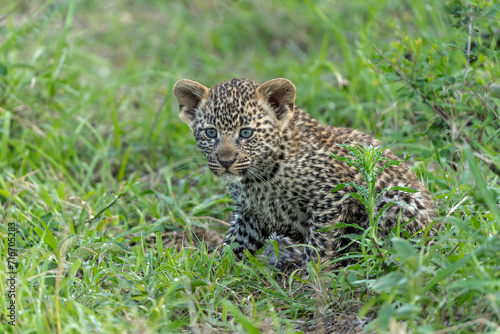 Leopard cub on the move. This very young Leopard cub was following his mother cautiously and uneasily in Sabi Sands Game Reserve in the greater Kruger region in South Africa     