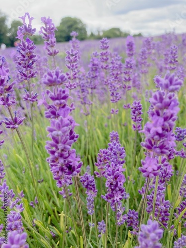 view of lavender fields in countryside of London.