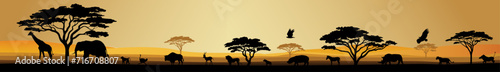 african safari