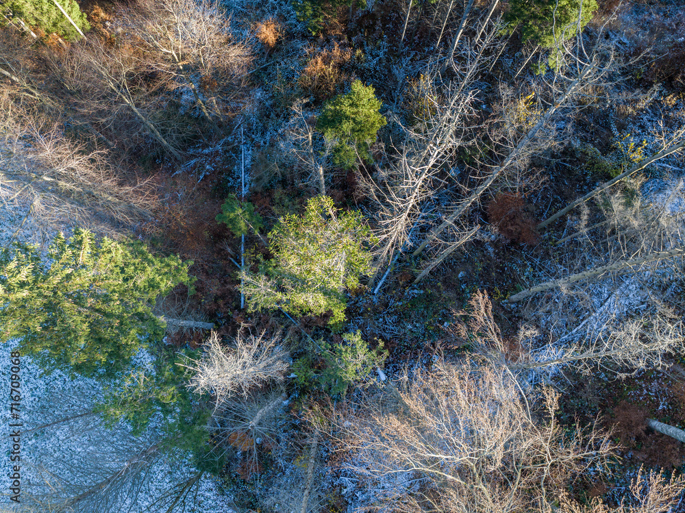 Aerial view of trees in autumn. Snow covered ground. Aerial view of trees in autumn. Snow covered ground.