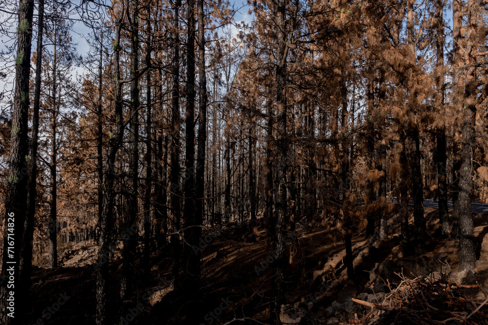 Obraz premium 2023-canarie-1471