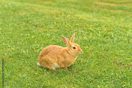 Peach rabbit in a wild on green lawn background © Imagenet