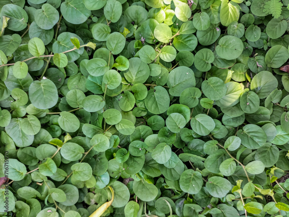 Close-up. Small leaves background. Small leaves texture.
Close-up. Small leaves background. Small leaves texture.