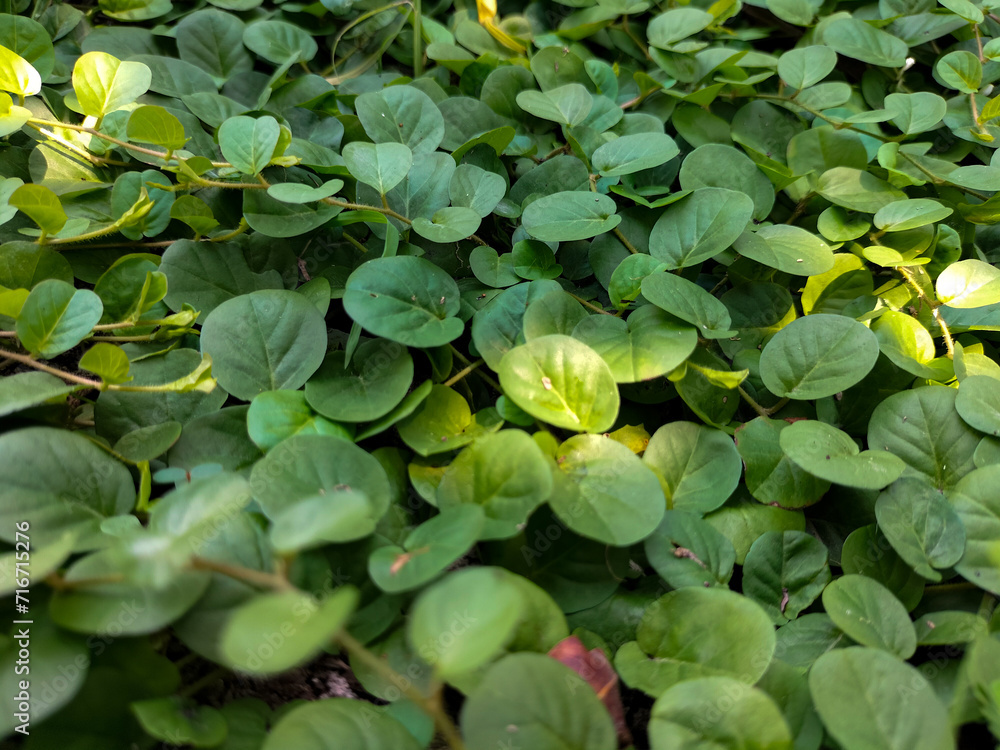 Close-up. Small leaves background. Small leaves texture.
Close-up. Small leaves background. Small leaves texture.