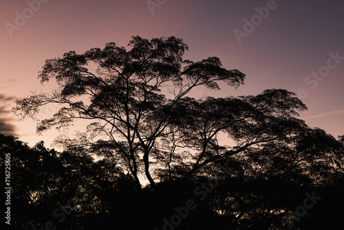 silhouette of tree at sunset (ID: 716725605)