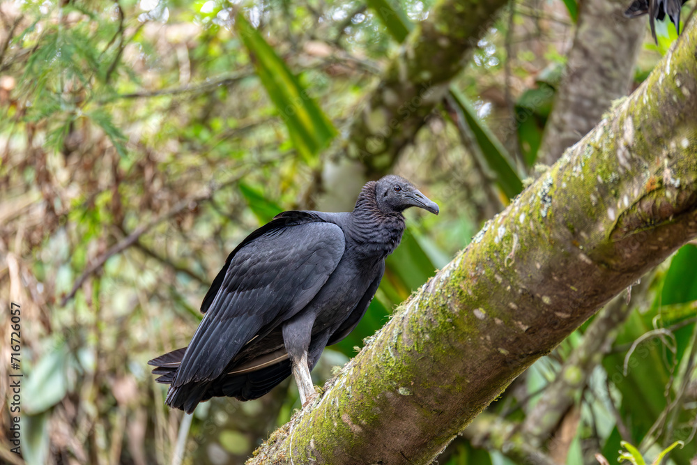 Black vulture (Coragyps atratus), bird known as the American black vulture, Mexican vulture, zopilote, urubu, or gallinazo. Guatavita, Cundinamarca department. Wildlife and birdwatching in Colombia. Black vulture (Coragyps atratus), bird known as the American black vulture, Mexican vulture, zopilote, urubu, or gallinazo. Guatavita, Cundinamarca department. Wildlife and birdwatching in Colombia.