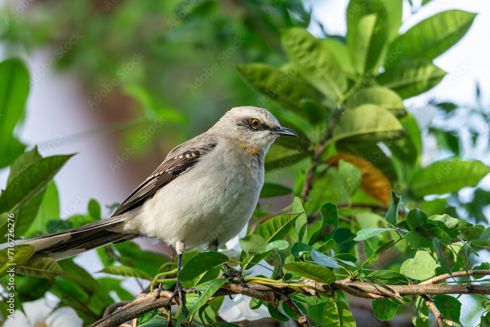 Tropical mockingbird (Mimus gilvus), resident breeding bird. Barichara, Santander department. Wildlife and birdwatching in Colombia Tropical mockingbird (Mimus gilvus), resident breeding bird. Barichara, Santander department. Wildlife and birdwatching in Colombia
