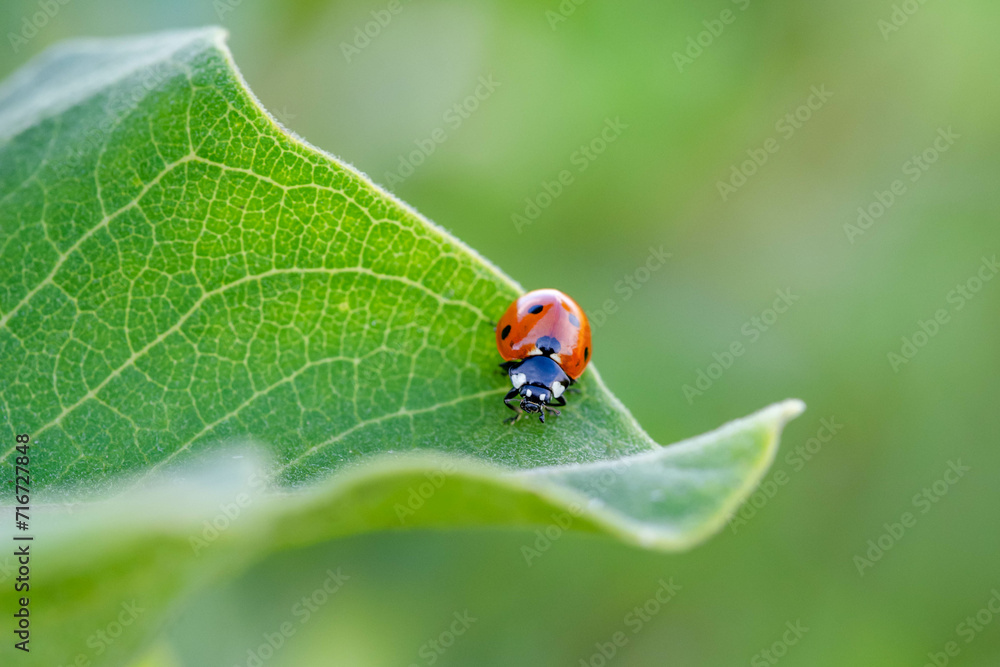 Bright red ladybug crawling at the edge vibrant green leaf. Details of leaf and ladybug are in clear focus with soft green out of focus background. Bright red ladybug crawling at the edge vibrant green leaf. Details of leaf and ladybug are in clear focus with soft green out of focus background.