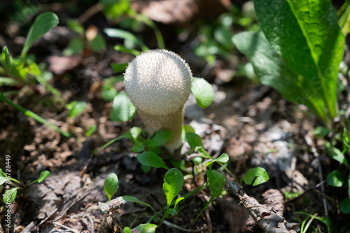 Obraz na plátně Lycoperdon perlatum mushroom, popularly known as the common puffball, warted puf