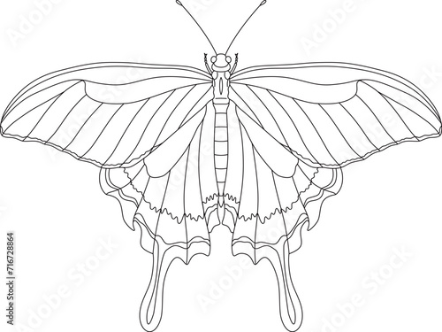 線画昆虫単品アイコン　蝶