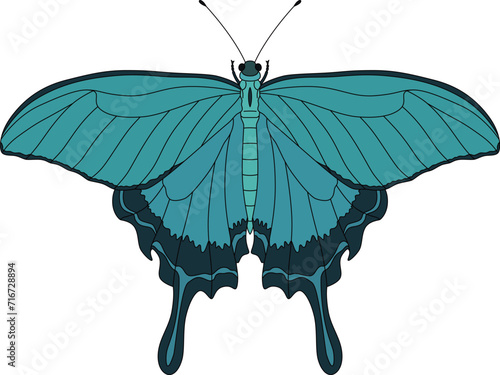 カラー昆虫単品アイコン　蝶