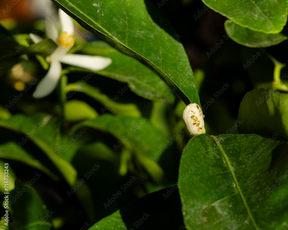 Aphid pest on a lemon flower at home. December Aphid pest on a lemon flower at home. December