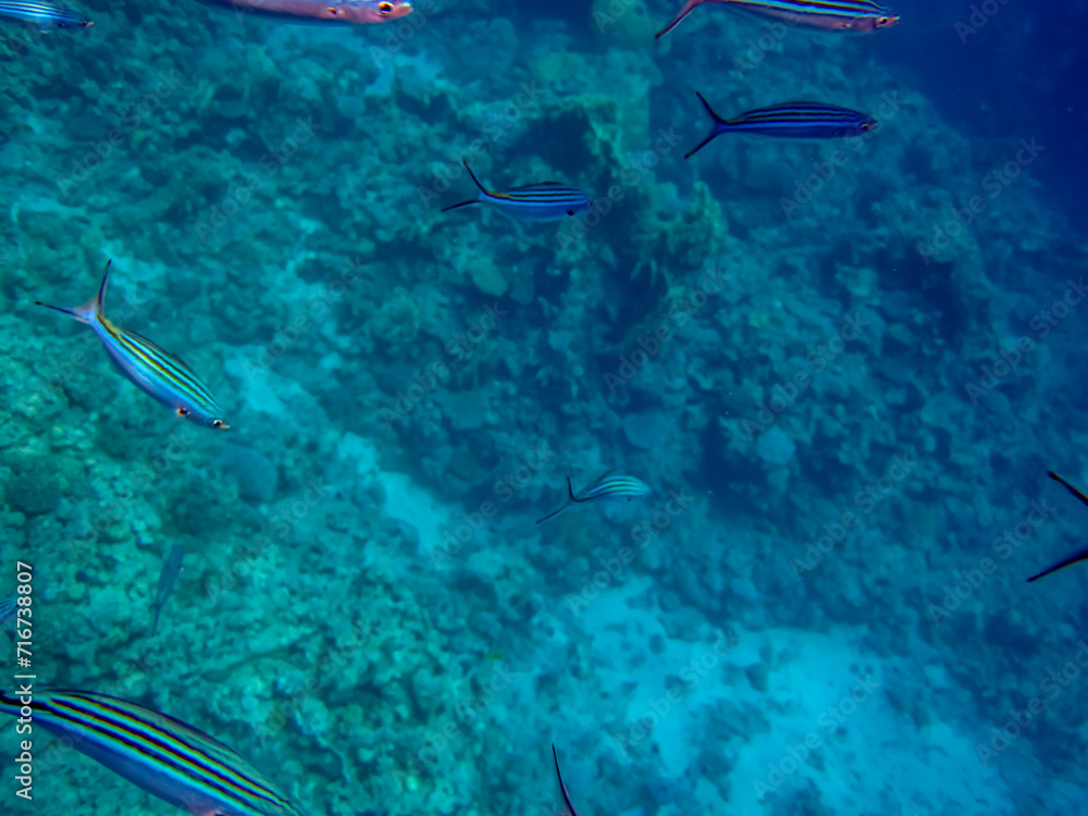 Fototapeta premium Beautiful fish in the coral reef of the Red Sea