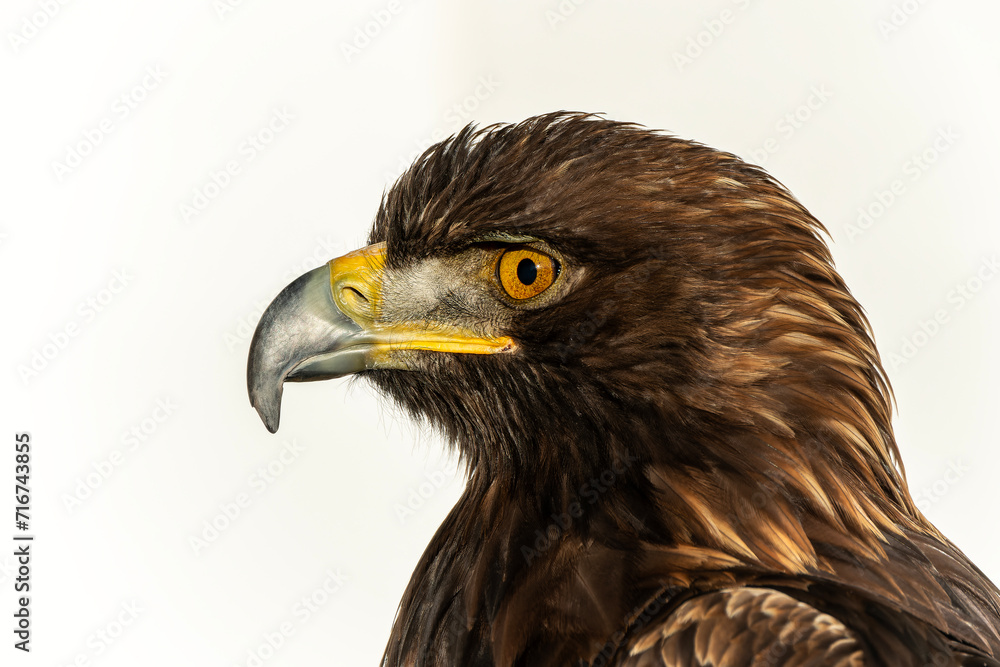 Golden Eagle (Aquila chrysaetos) portrait head shot, stock photo image Golden Eagle (Aquila chrysaetos) portrait head shot, stock photo image