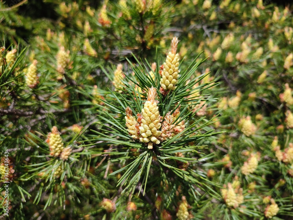 yellow cones on a branch in green needles with pollen on a sunny day in early spring in the forest yellow cones on a branch in green needles with pollen on a sunny day in early spring in the forest