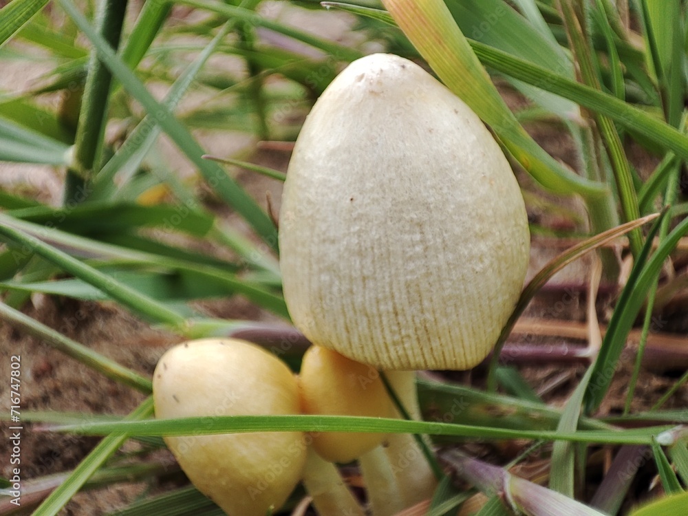 pale white mushroom caps in thickets of green grass pale white mushroom caps in thickets of green grass