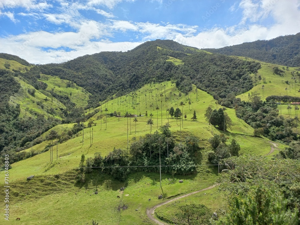 Valle del Cocora, Paisaje con palmas de cera, Colombia