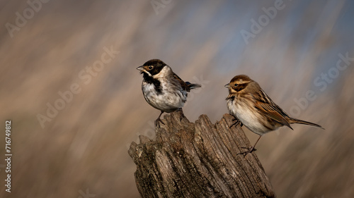 Reed Buntings