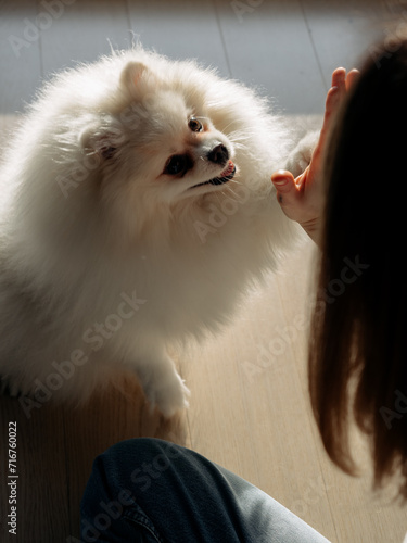 White fluffy Spitz gives paw to owner