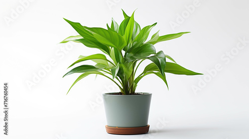 plant in a pot high definition(hd) photographic creative image