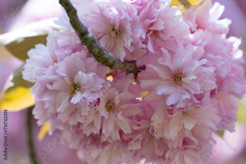 Kirschblüte 