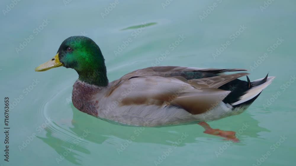 Close up duck among green grass illuminated by sunlight Close up duck among green grass illuminated by sunlight
