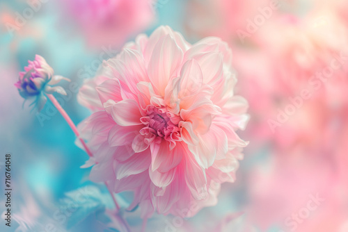Pink dahlia flower © AritoS