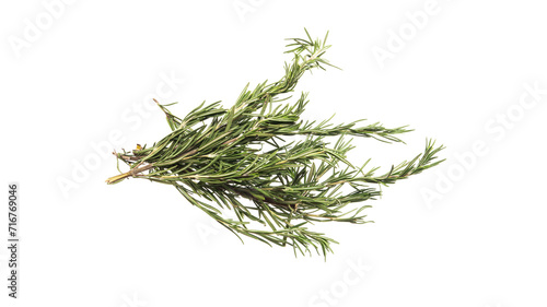 Woman’s hand holding bouquet of green rosemary isolated on white background.