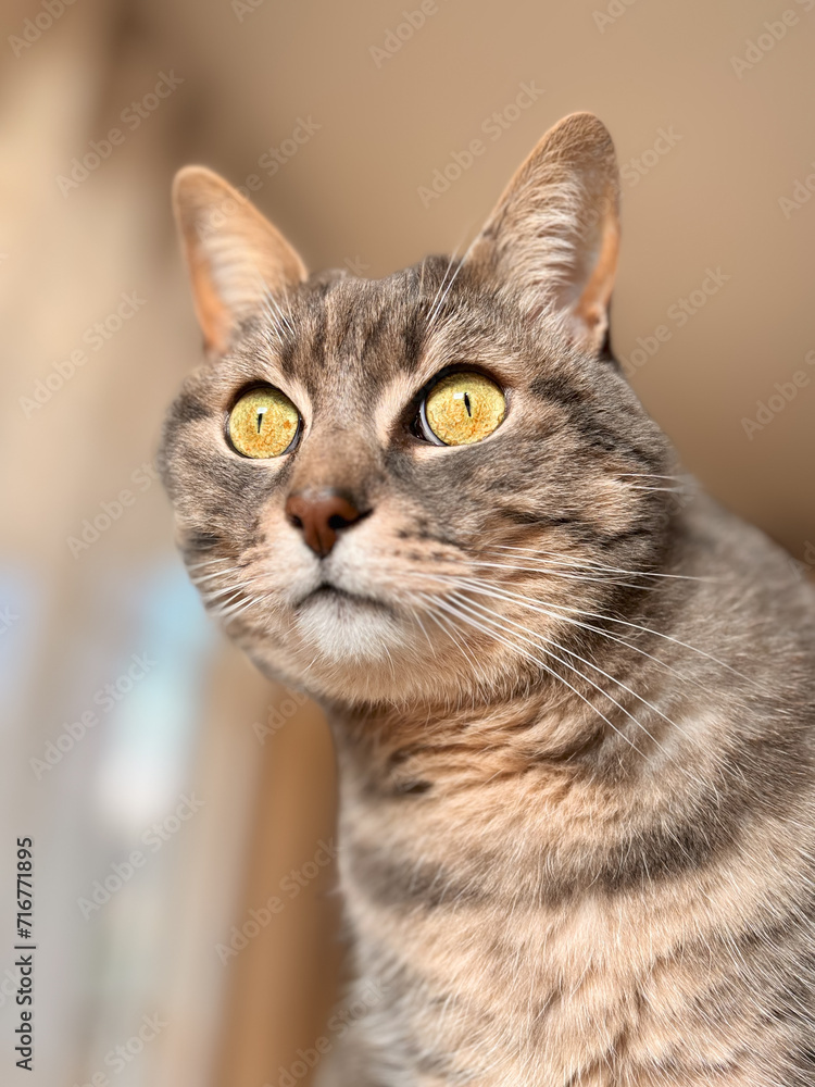 Obraz premium cat's eyes