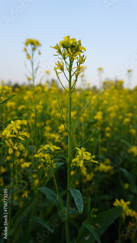 Mustard seed plant growing in field of yellow gold blooming plants with blue sky and rapeseed